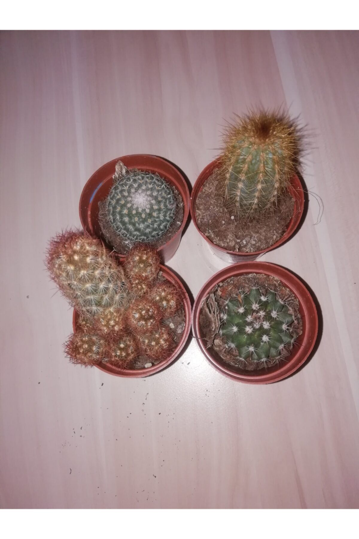 MEVA E TİCARET Kaktüs
