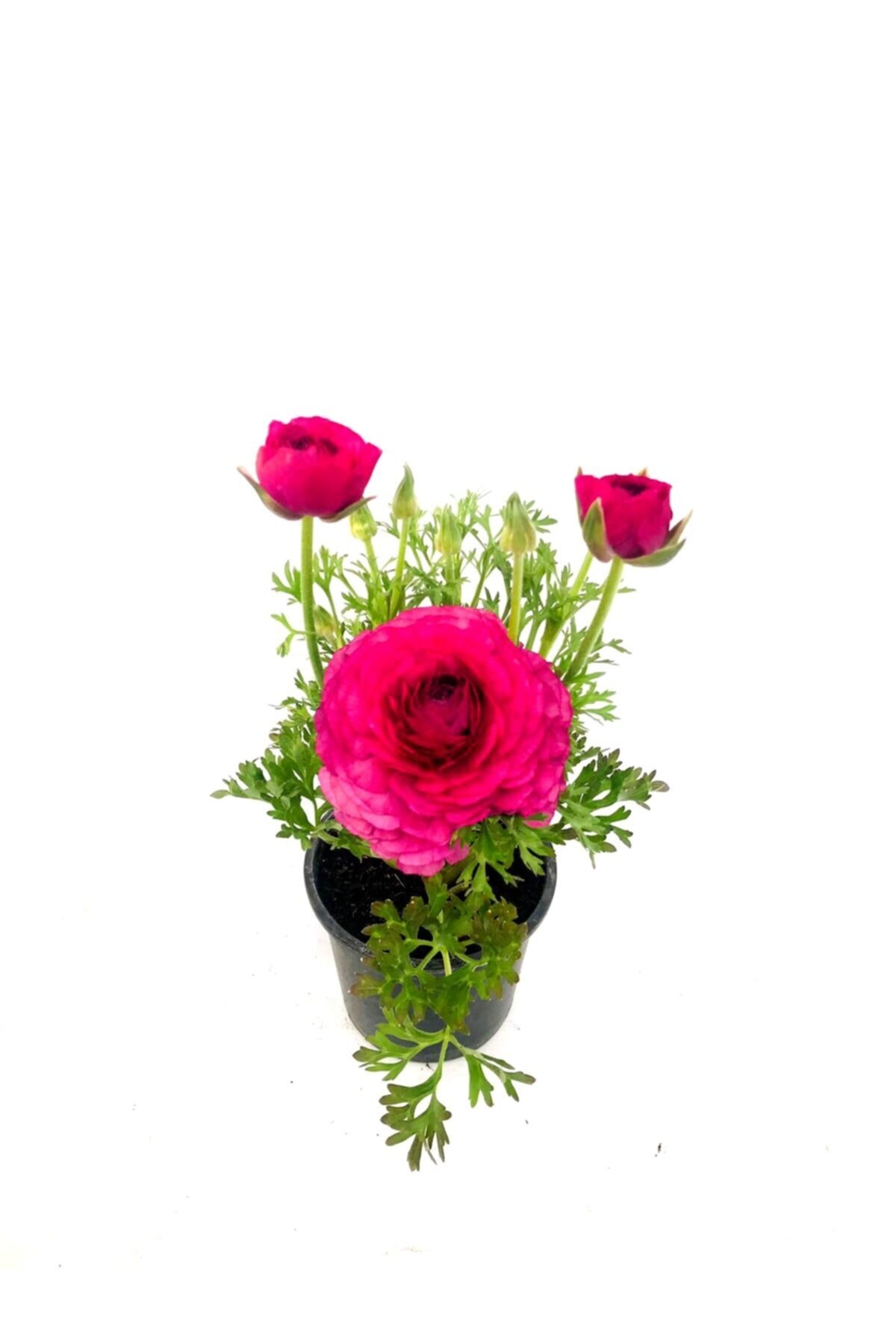 fidanova Şakayık, Erengül, Mürdüm Ton 20-30 Cm Boyunda