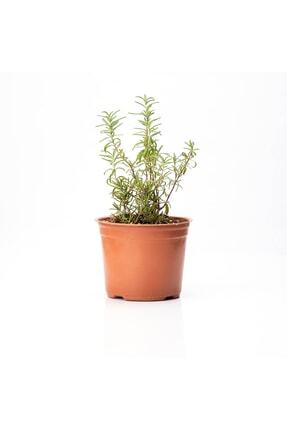 Biberiye Fidesi Saksıda - 8 Cm'lik Saksı Image 0