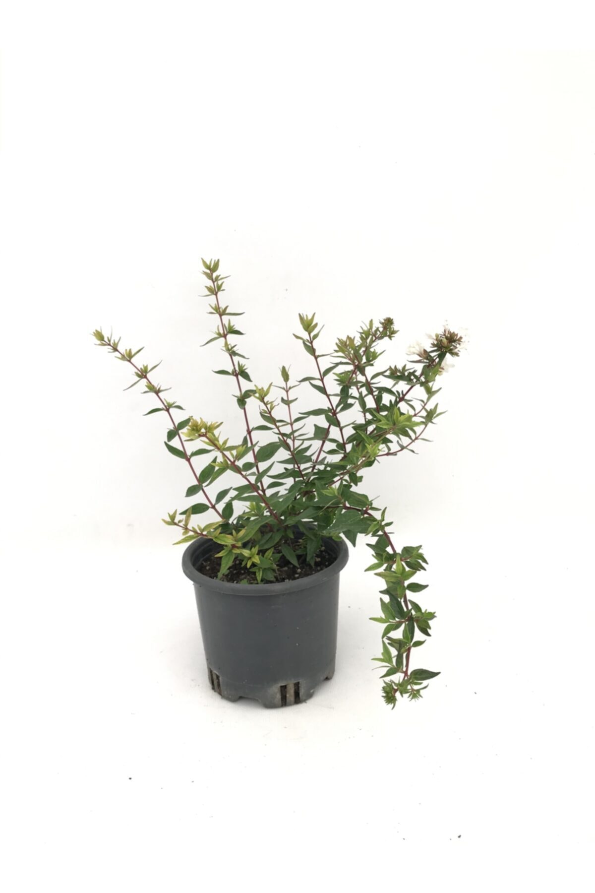 fidanova Abelia, Abelya, Güzellik Çalısı 40cm