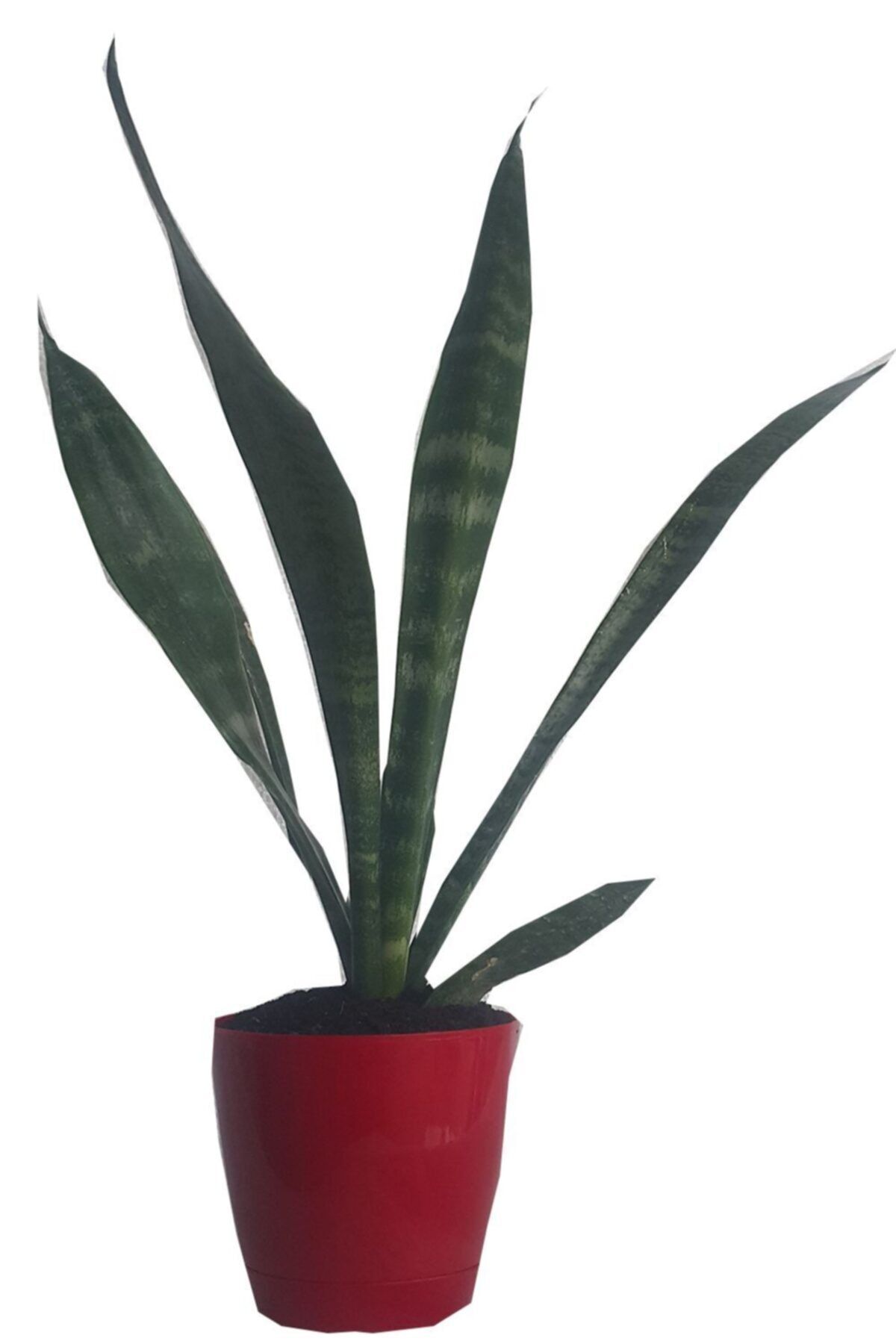 Deneme Zamanı Toru Bahçe 25-35cm Sansevieria Trifasciata (paşa Kılıcı,