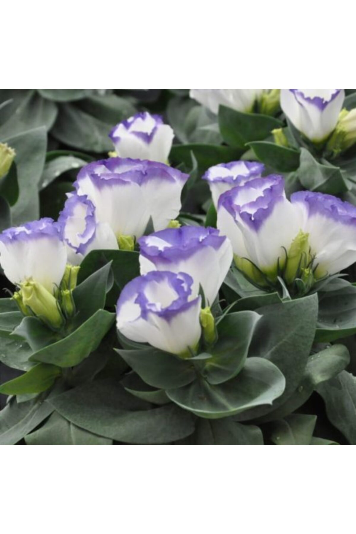 ruzgarbotanik Beyaz Ucu Mavi Lisayantus Çiçeği Fidanı 40 Cm Saksılı