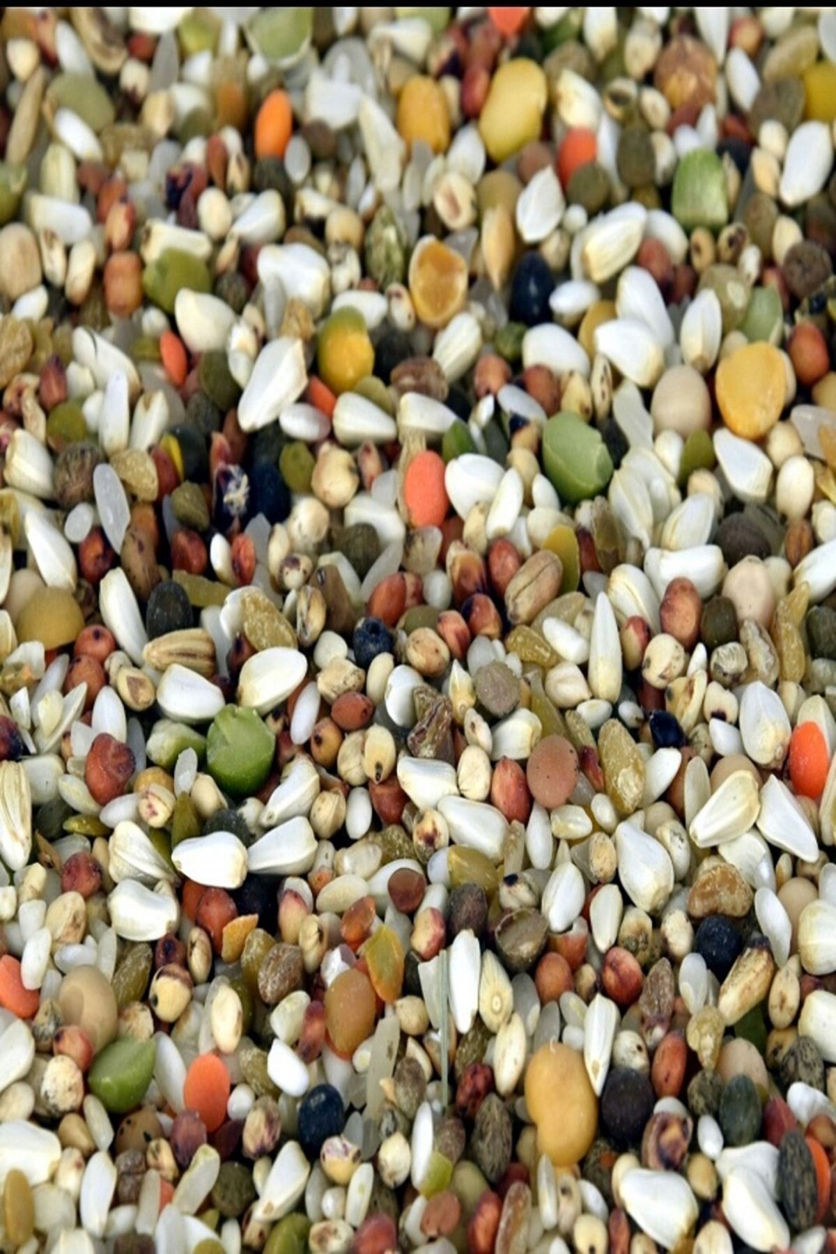 Vitapol Premıum Yüksek Proteinli Güvercin Yemi 25 Kg