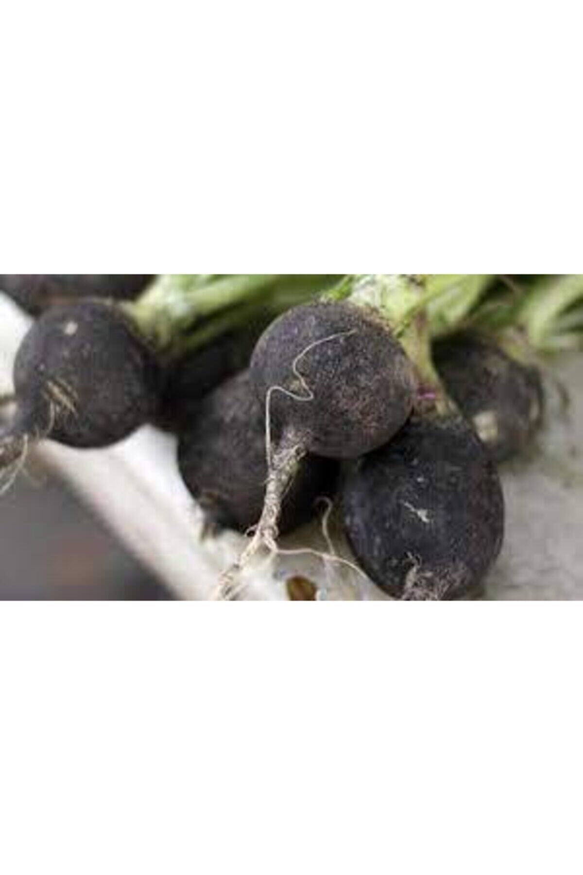 Doğadan Taze Doğal Siyah Turp 2 Kg