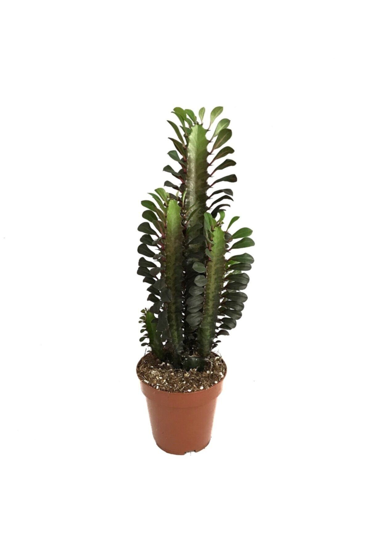 fidanistanbul Euphorbia Trigona Rubra Süt Ağacı Saksıda
