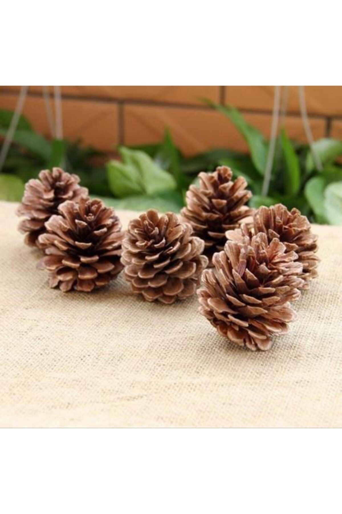 Nettenevime Kozalak Kurutulmuş Çam Kozalağı Natural 6 Lı Paket