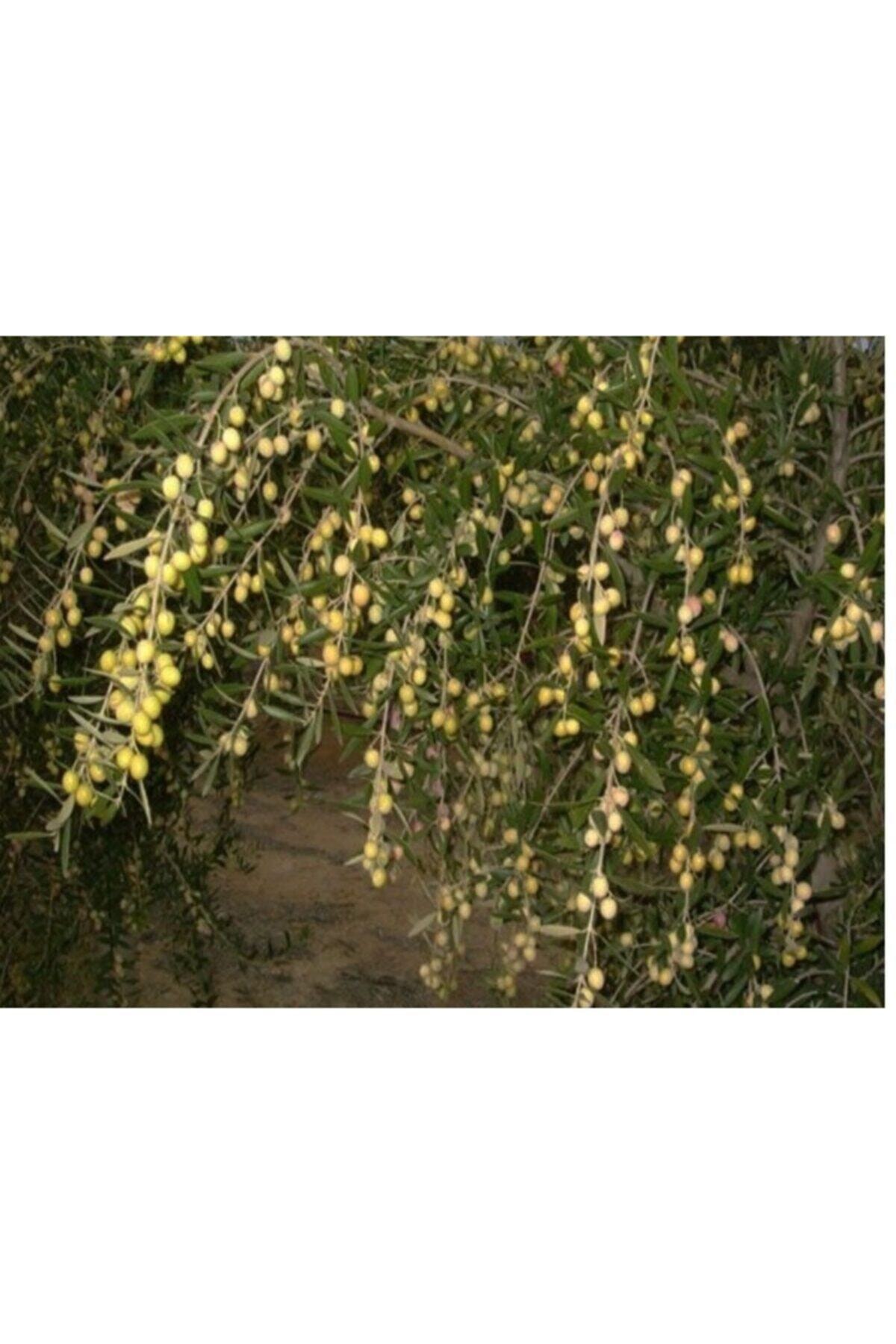 Ucuzluk Diyarı 10 Adet Arbeguina ( Bodur ) Zeytin Fidanı Tüplü 2yaş Ve 1 Metre Boy Garantili
