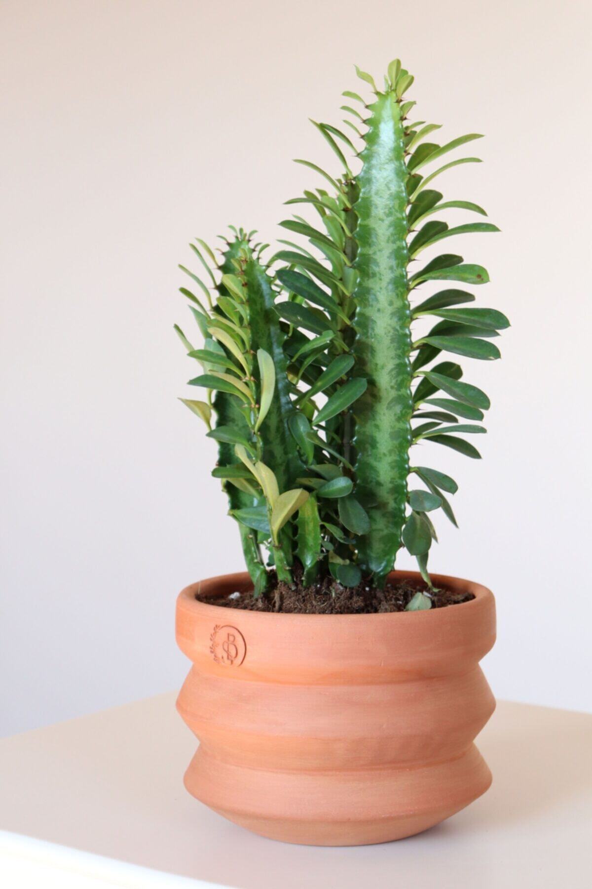 botanicsera Ninova Saksıda Euphorbia Trigona Green (afrika Süt Ağacı Kaktüsü)