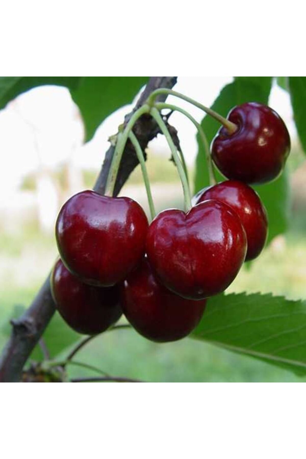 FİDAN SEPETİM 6 Yaş Aşılı Napolyon Kiraz Fidanı