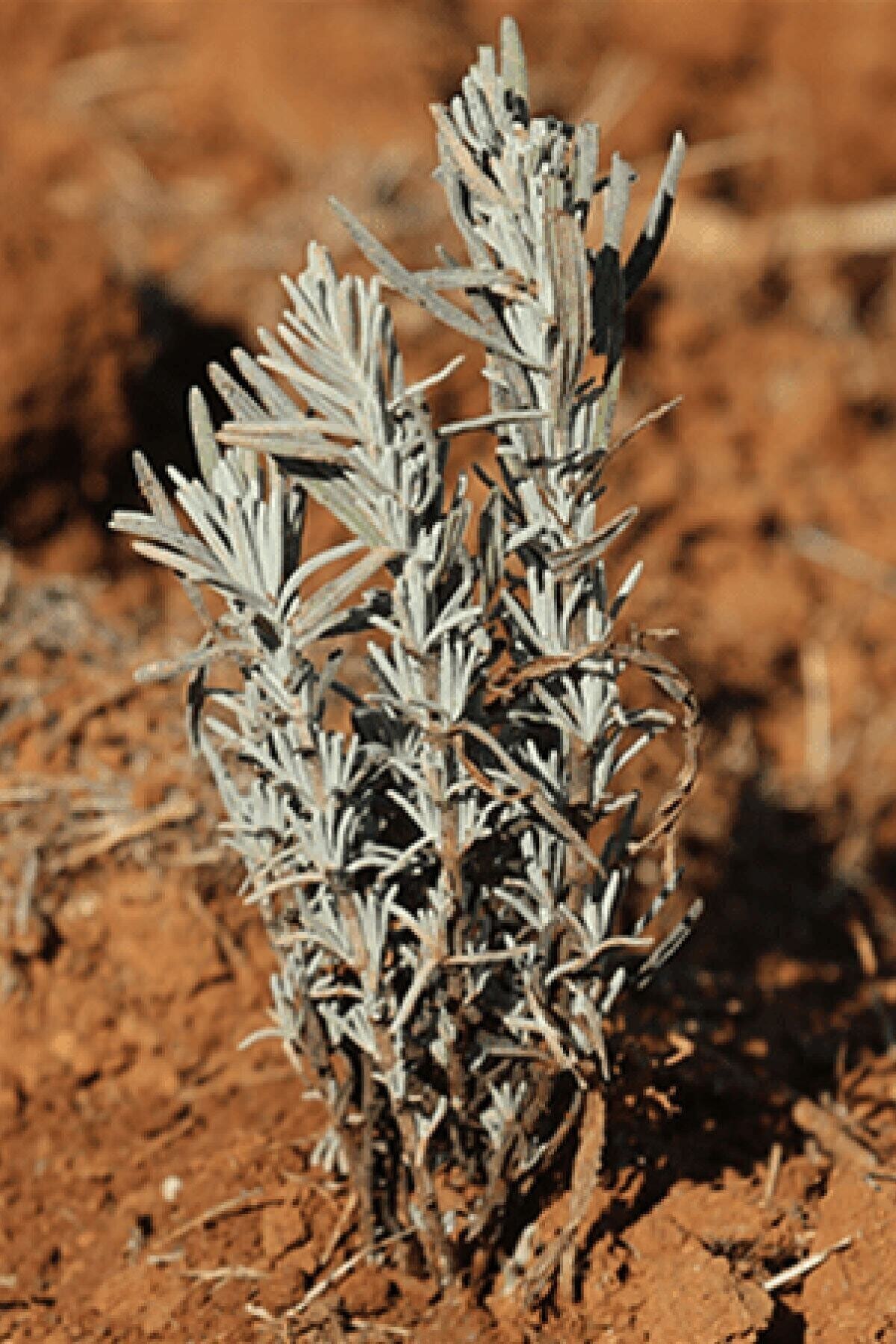 Doğal ve Saf 10 Adet Lavanta Fidanı - Lavanta Fidesi Açık Kök