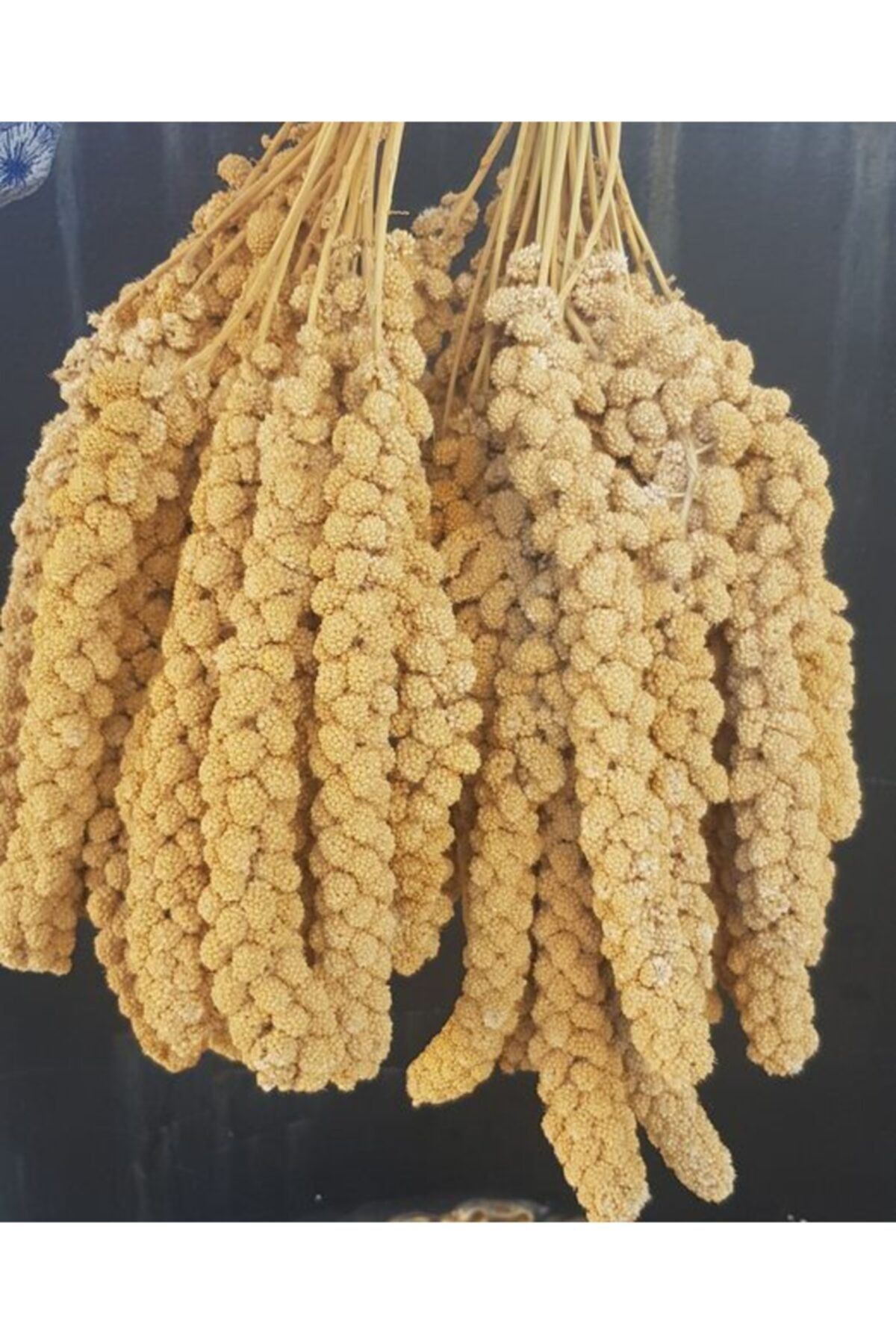 Vivid Bird Sarı Dal Darı 250 Gr Sarı Dal Darı