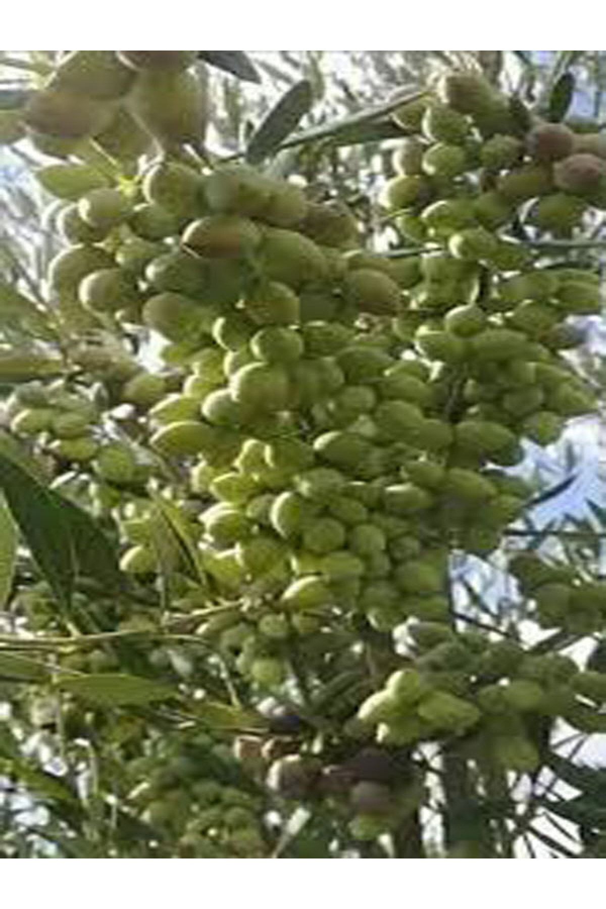 NET TARIM 2 Adet Zeytin Fidanı (koroneiki Bodur) Tüplü 2 Yaşında 1 Metre