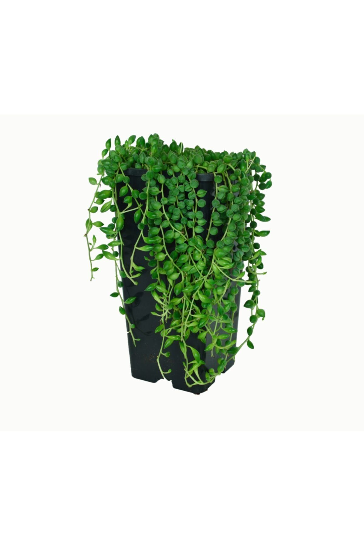 Kaktüs Bahçe Senecio Rowleyanus
