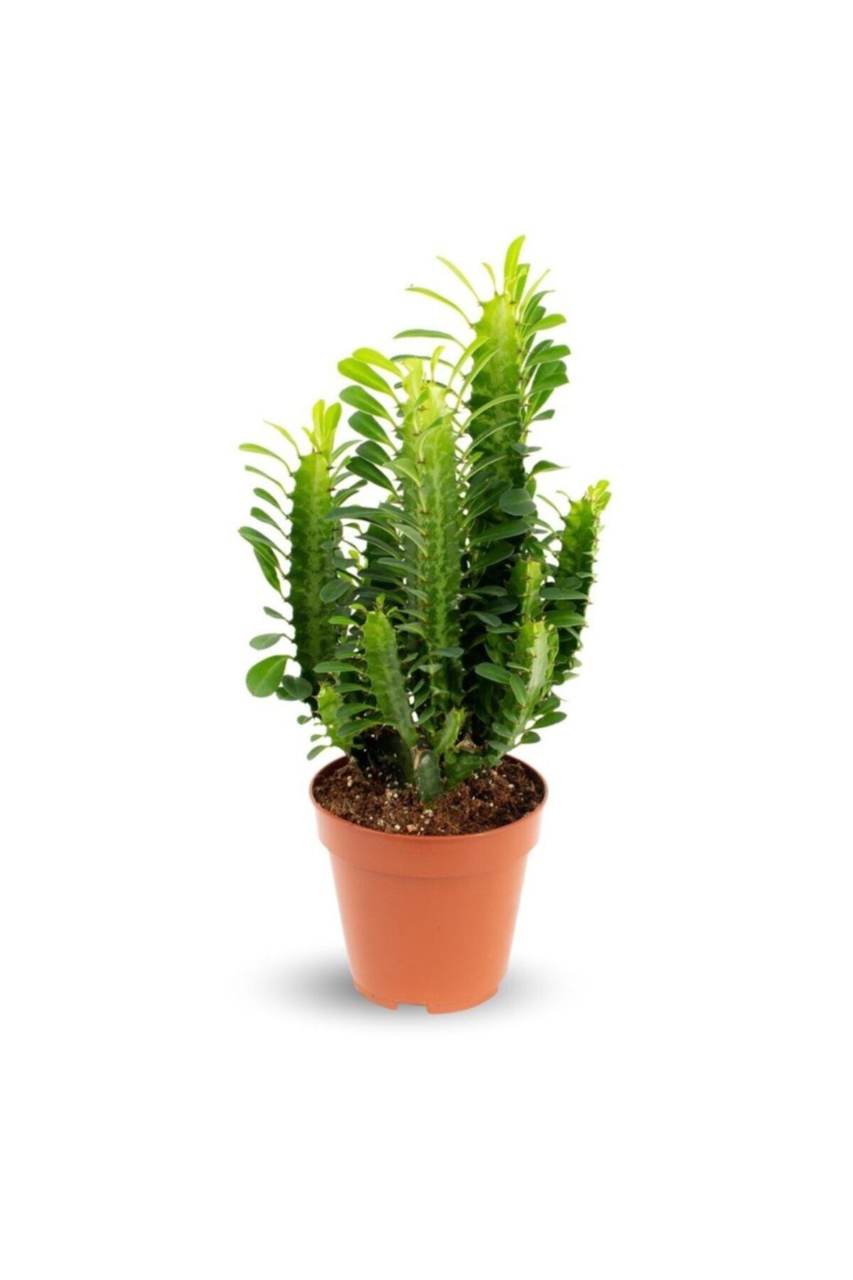 fidanistanbul Euphorbia Trigona Green Yeşil Süt Ağacı