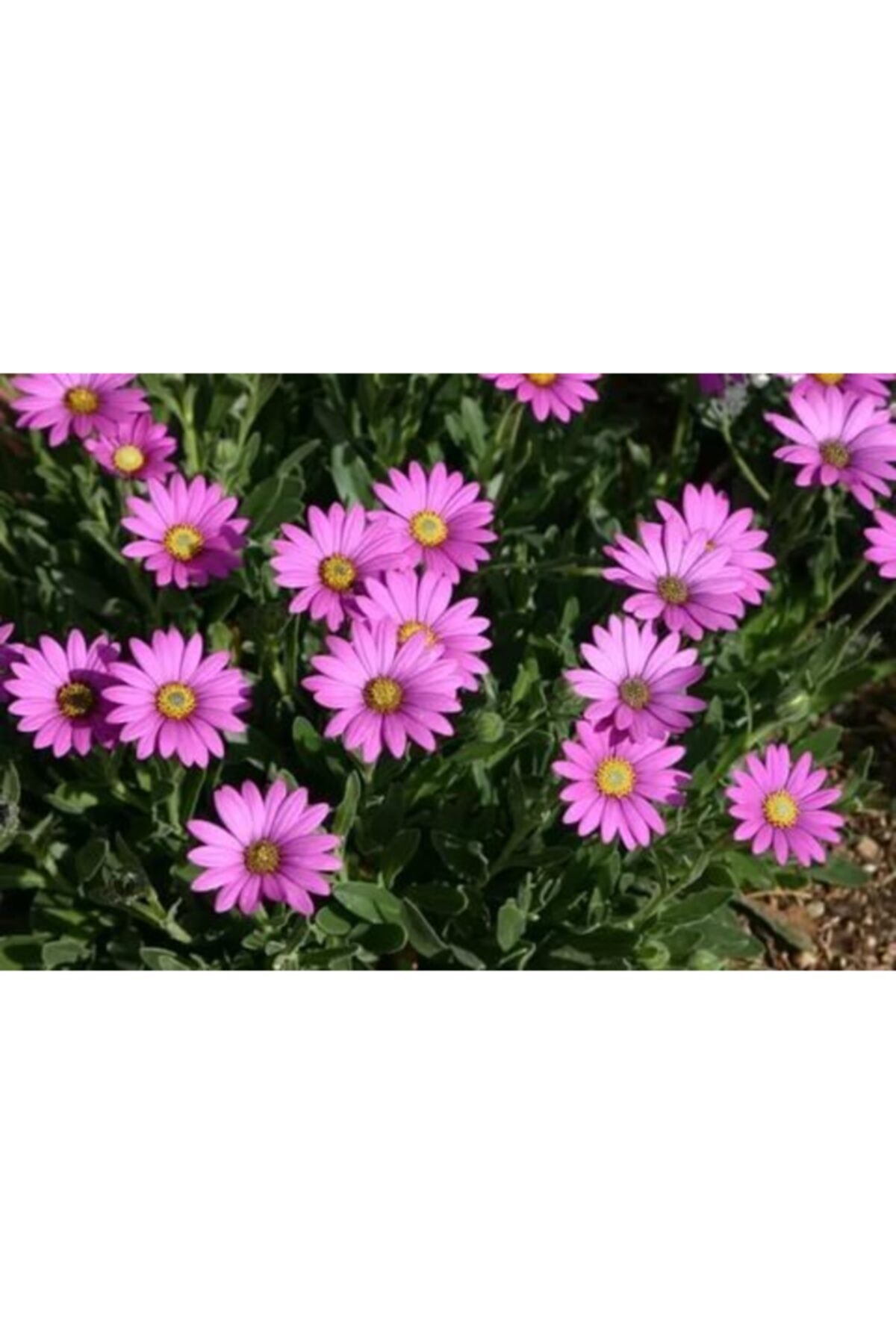 ruzgarbotanik Bodrum Papatyası Çiçeği Fidanı Saksılı Pembe