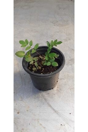 Kedi Otu (valerian) Fidesi 8 Cm Saksıda Image 0