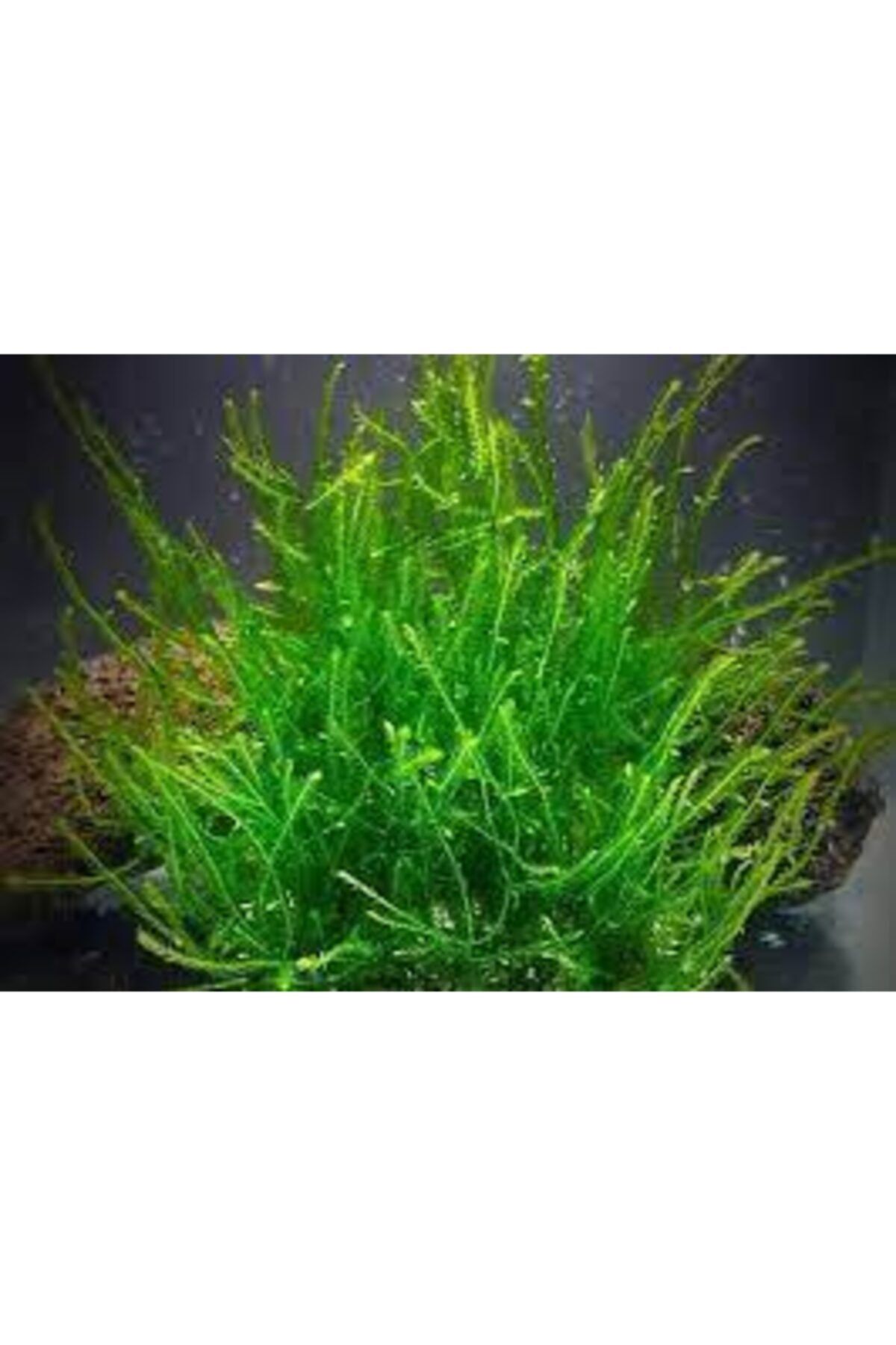 AQUALAND Akvaryum Java Moss 10x5 Tabakaya Sarılı