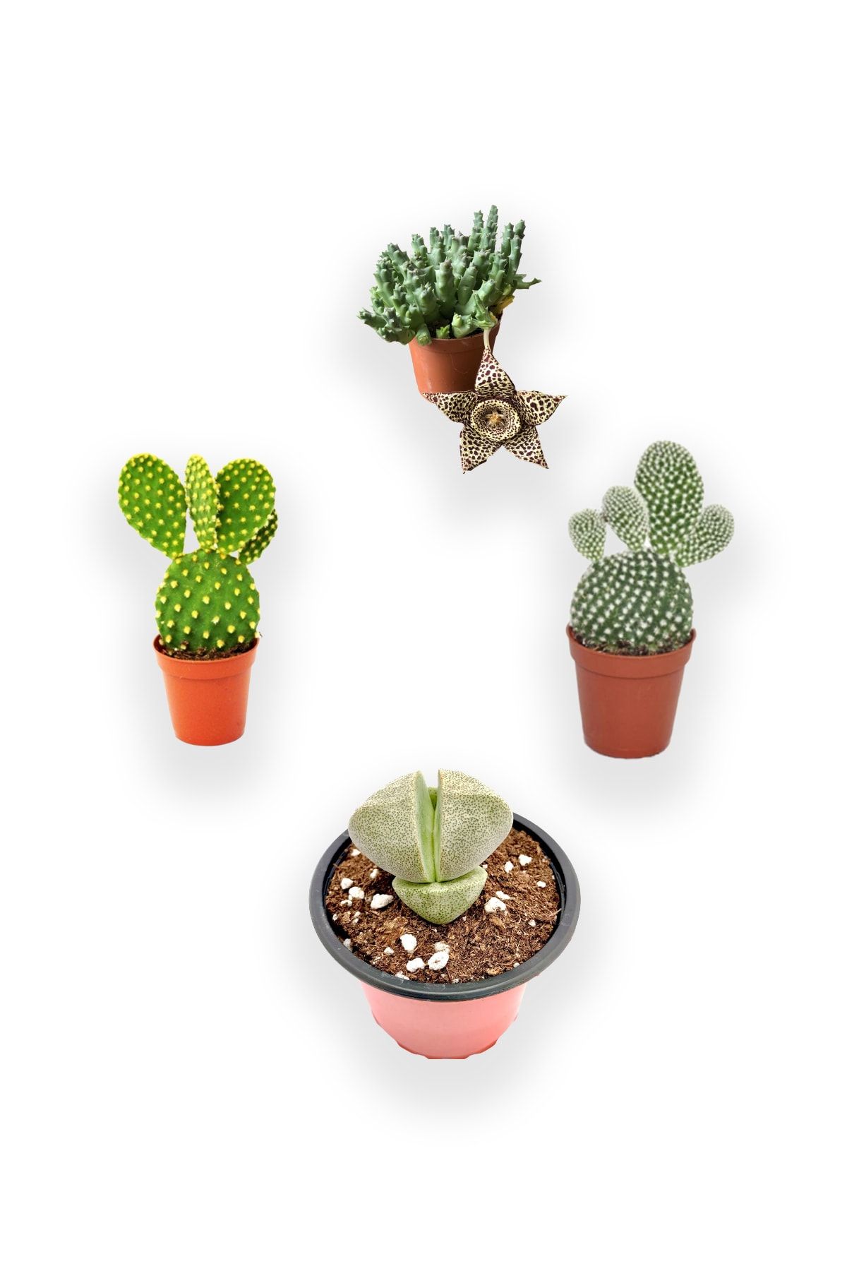 Fintarla Beyaz Tavşan Kulağı - Sarı Tavşan Kulağı - Taş Kaktüs - Leş Kaktüs Kaktüs Sukulent 5.5 cm