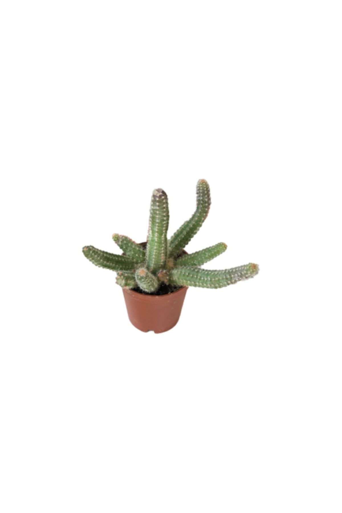 SOcactus Echinopsis Chamaecereus