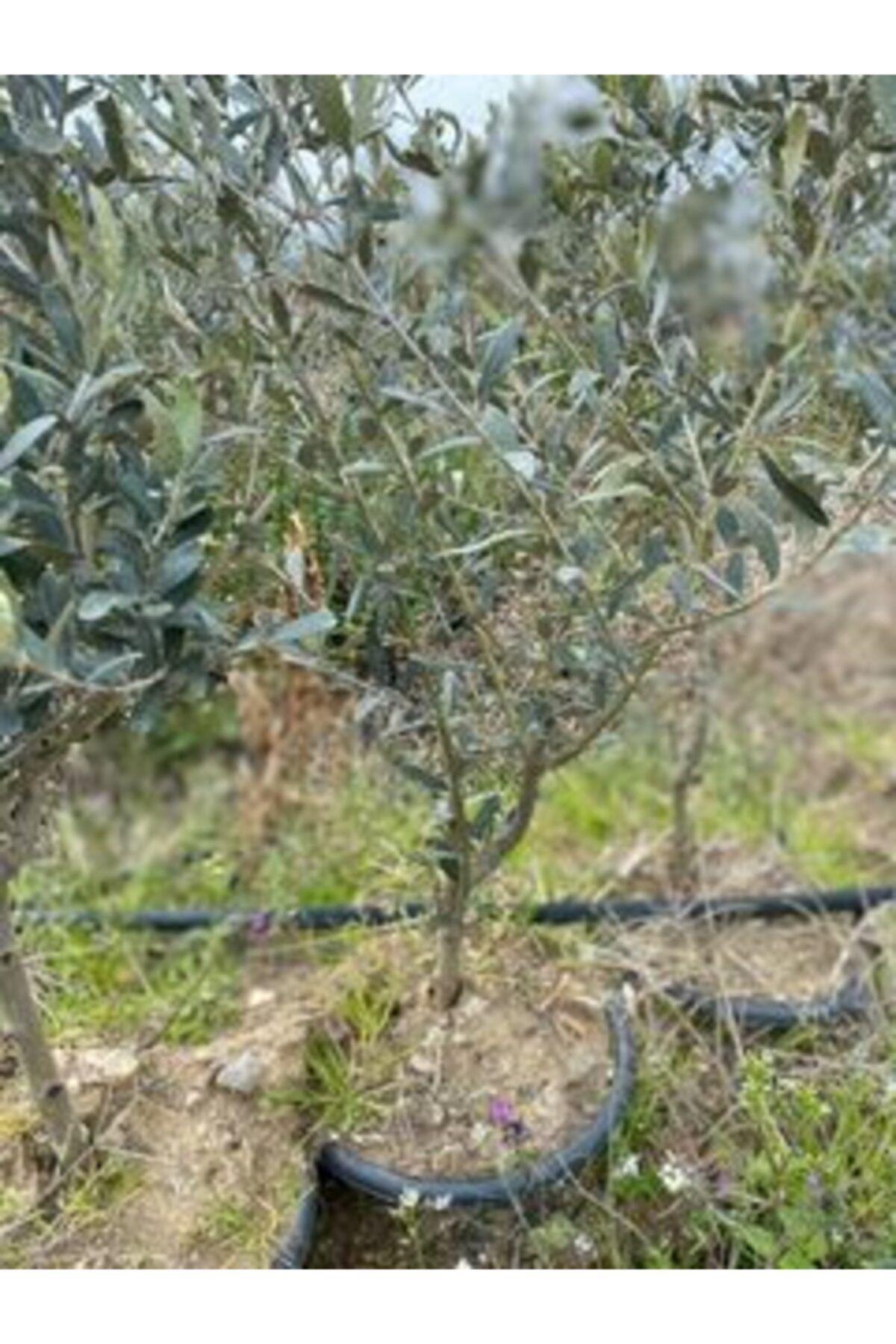 KARDEŞLER FİDANCILIK Sepetli Zeytin Fidanı
