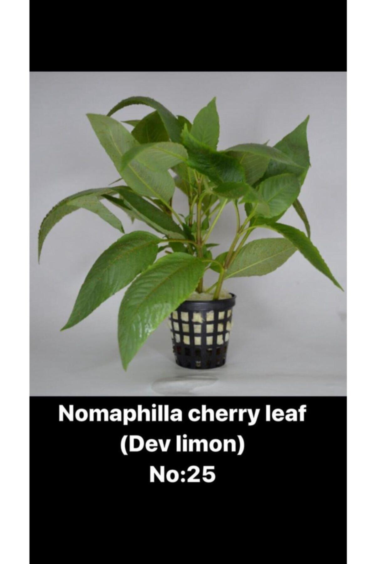 Black Mountian Aquatic Akvaryum Canlı Bitki 10-15 Dal!! Nomaphilla Cherry Leaf (DEV LİMON)
