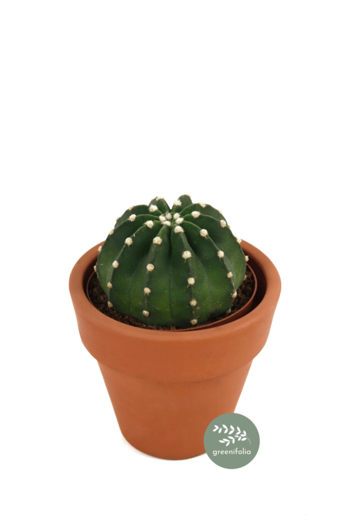 Greenifolia Astrophytum Asterias 'nudum' - Gümüş Dolar Kaktüs - Çok Nadir Bulunan Tür