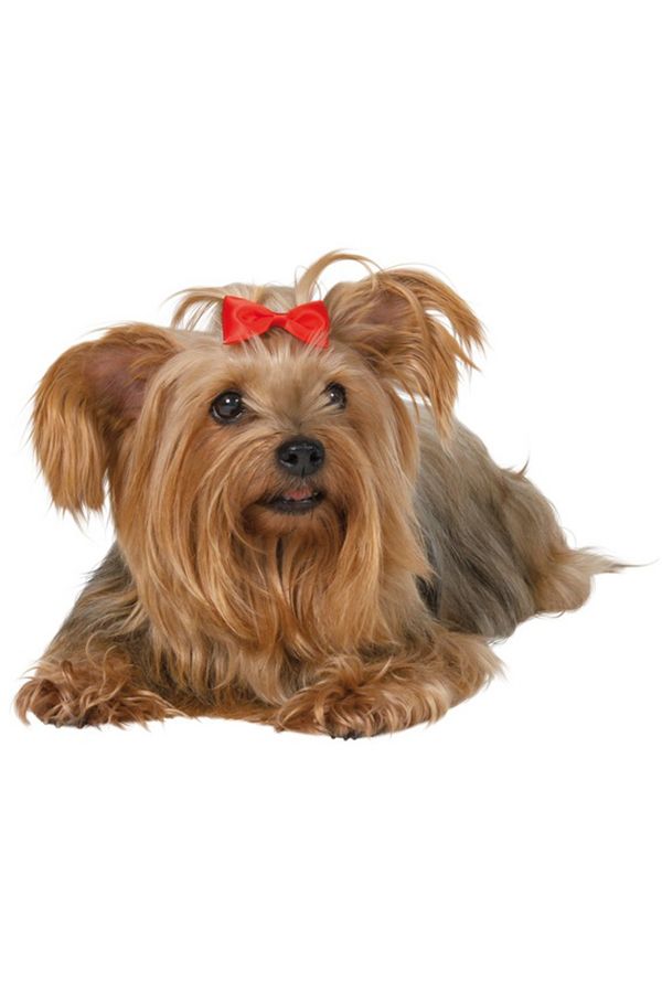 Trixie Köpek Tokası 4 - 5,5 cm