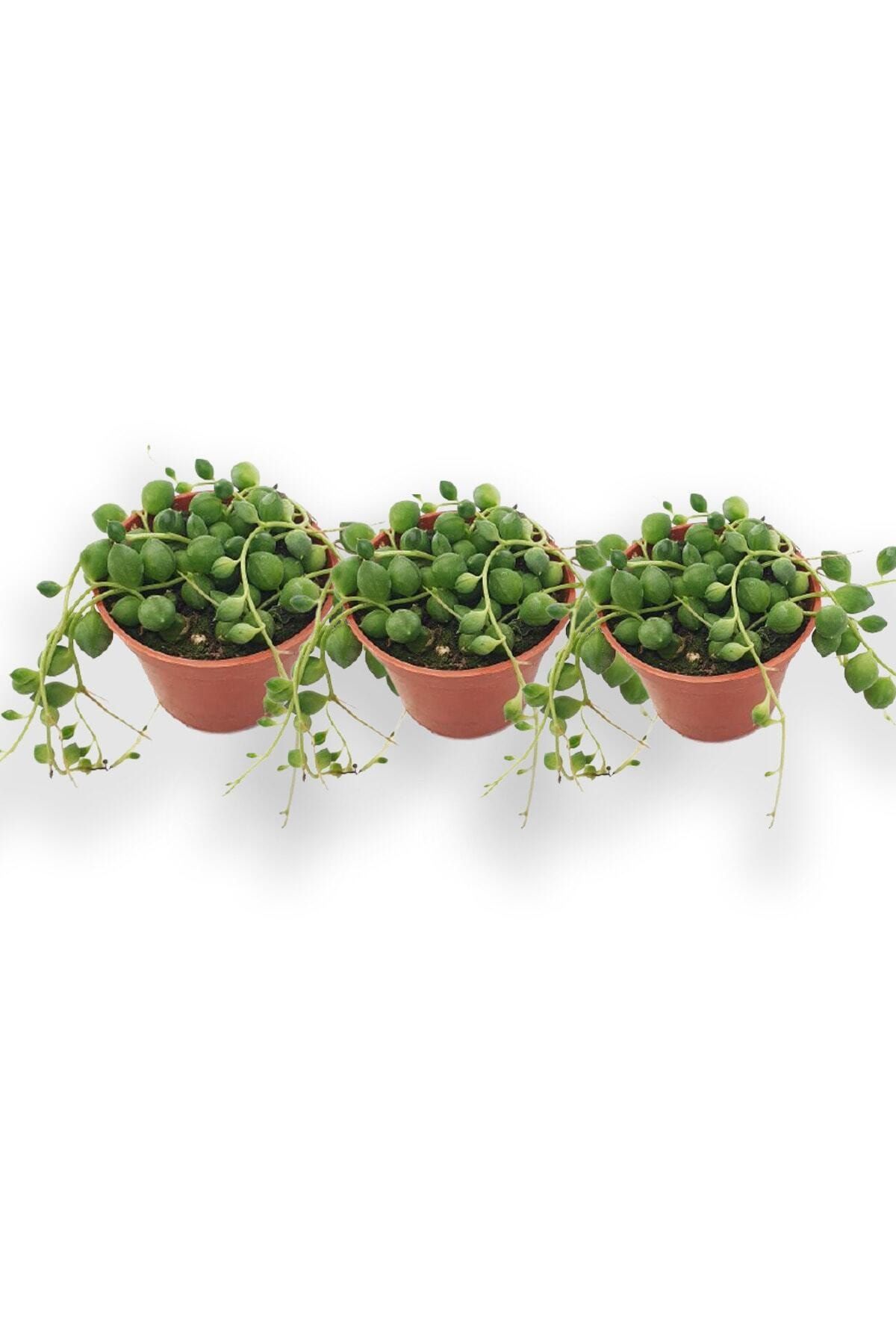 serada decor plant Tesbih Çiçeği 3'lü