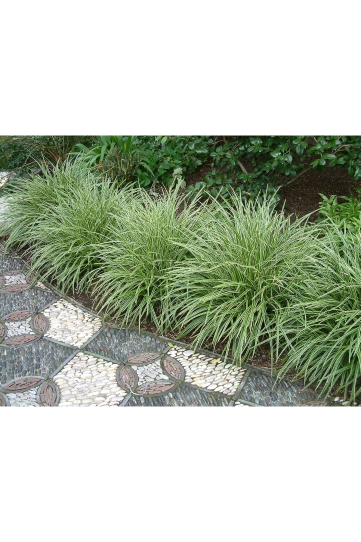 lalaahmetbotanik Saksılı Alaca Yapraklı Kareks Carex Morrowii Variegata Cyperaceae 10 Adet