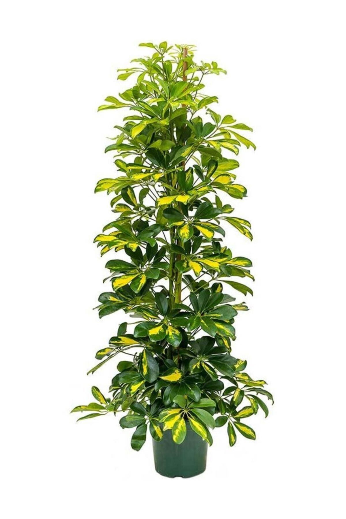 Fidanburada Şeflera-schefflera Arboricola (GOLD CAPELLA)2 Dallı - 80-100cm