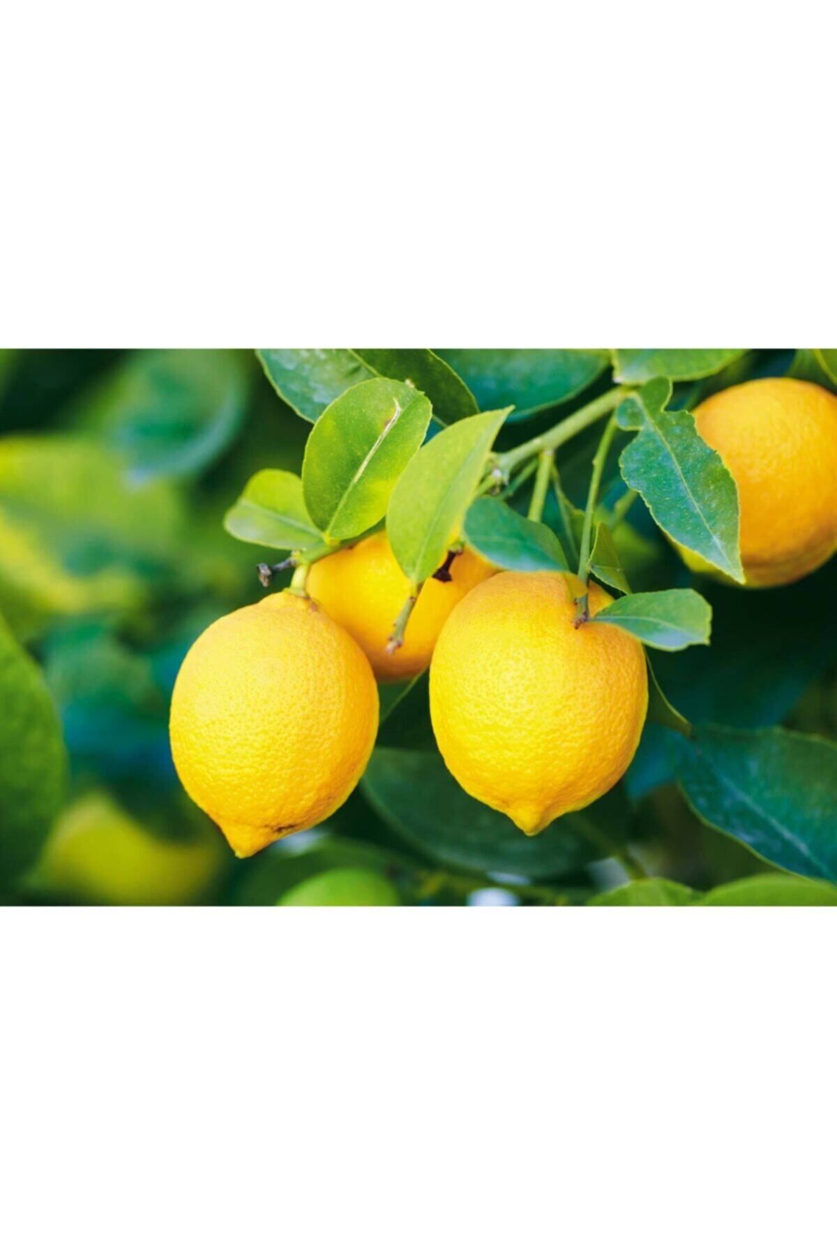 Afyon Sulu Limon 1 Kg