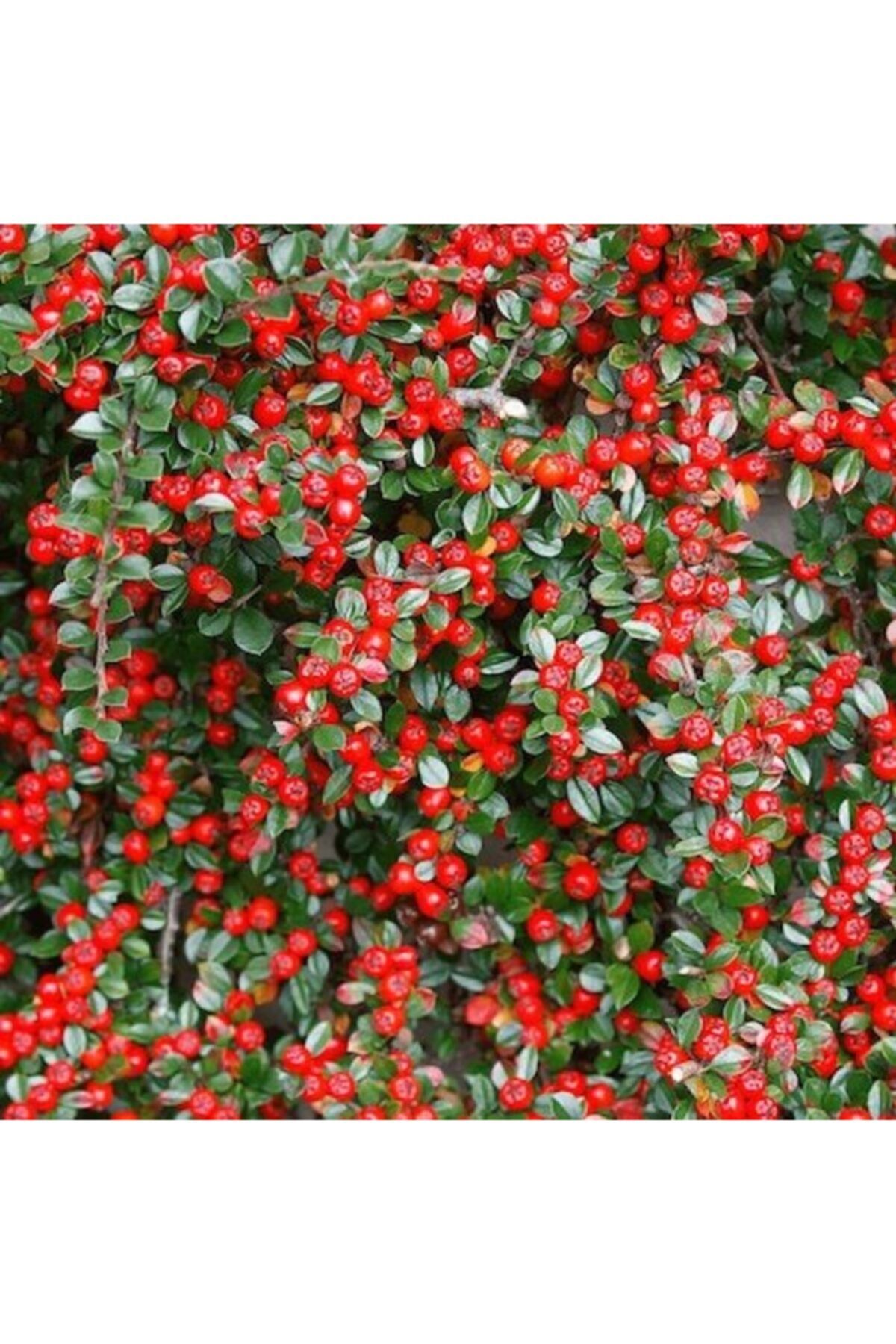 Fidan & Peyzaj Dağ Muşmulası Fidanı / Cotoneaster Sp. (tüplü)