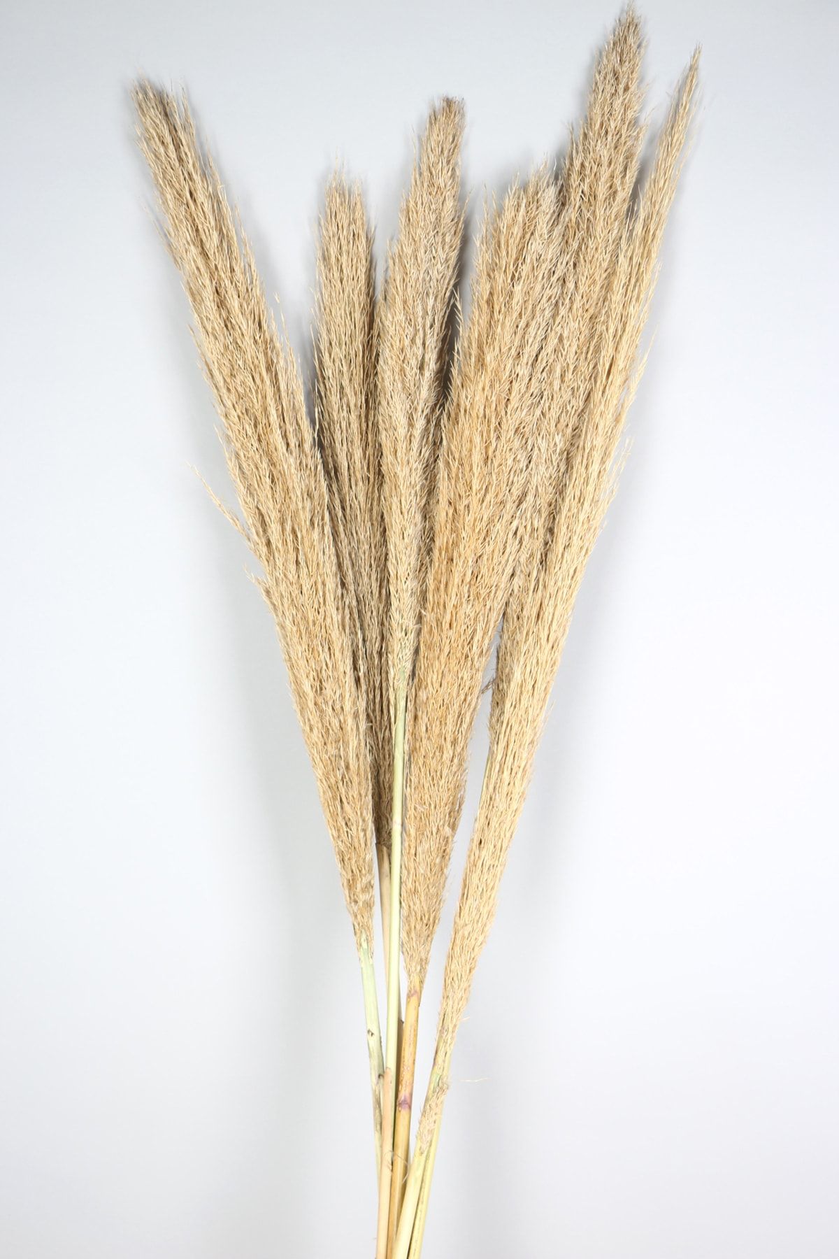 Yapay Çiçek Deposu Kuru Çiçek Dev Jumbo Pampas 6lı Büyük Demet 120 Cm Naturel