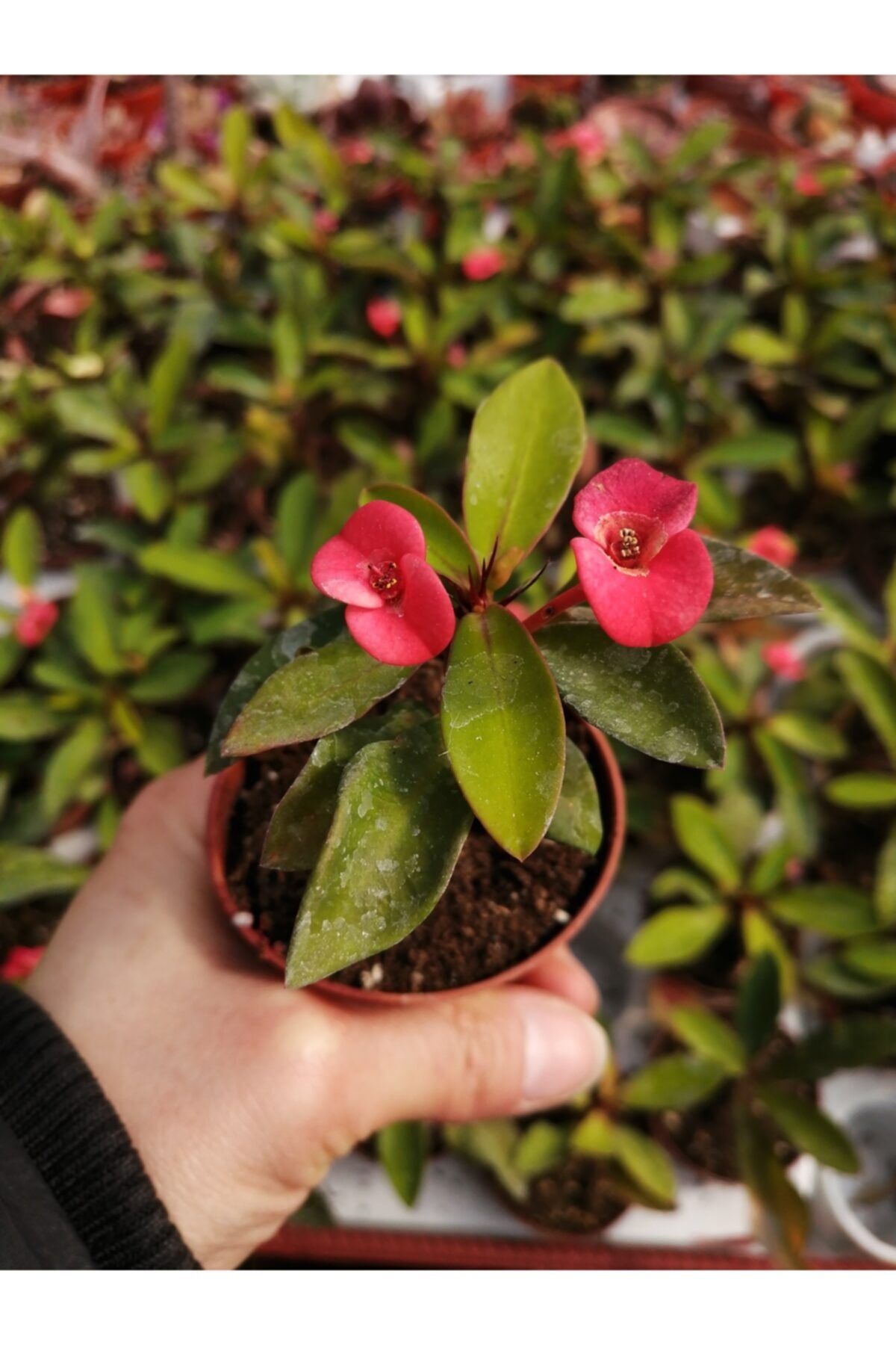 ünal kaktüs Euphorbia Milii