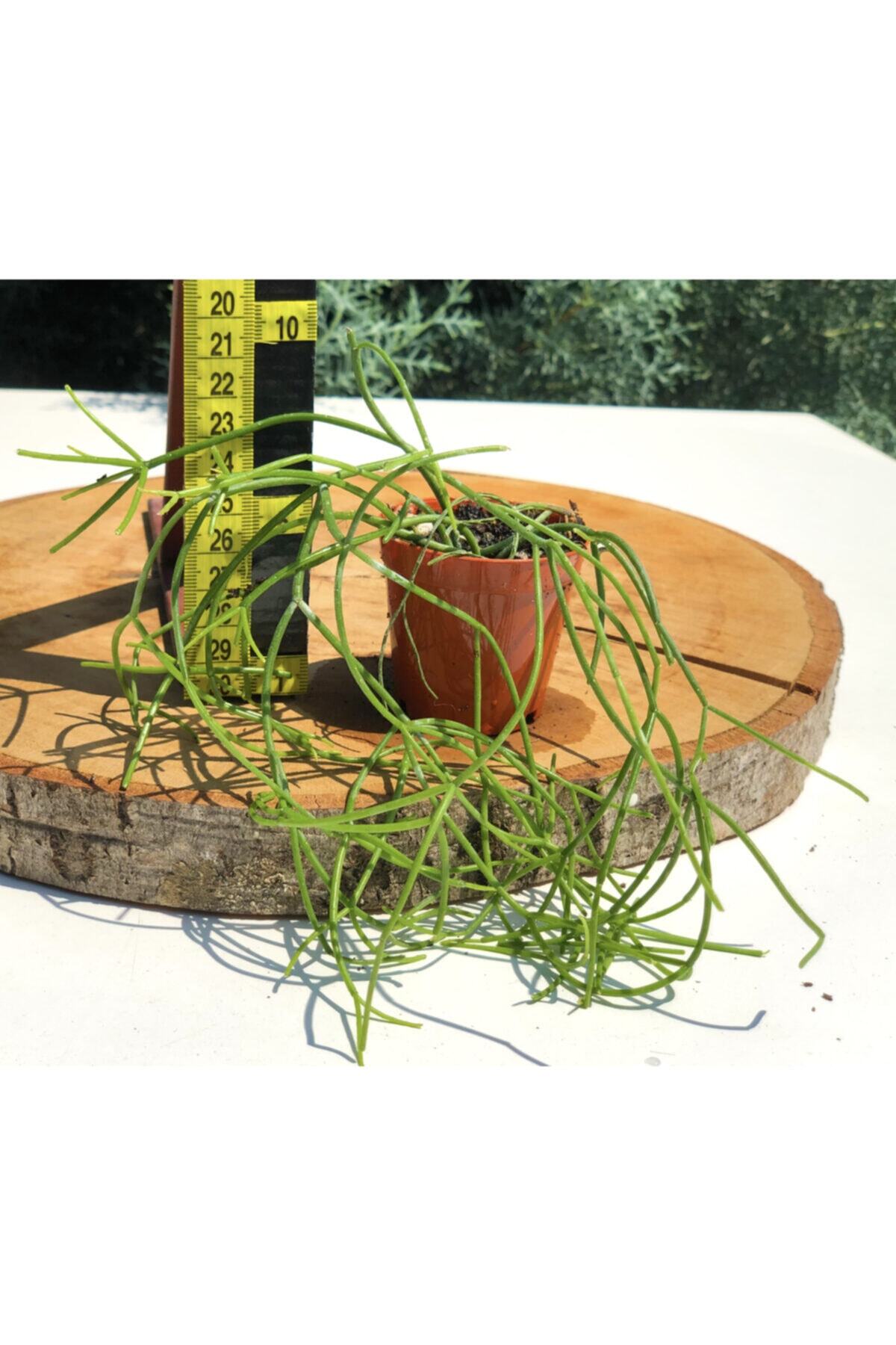 Arts Gardens Rhipsalis Spagetti Kaktüs