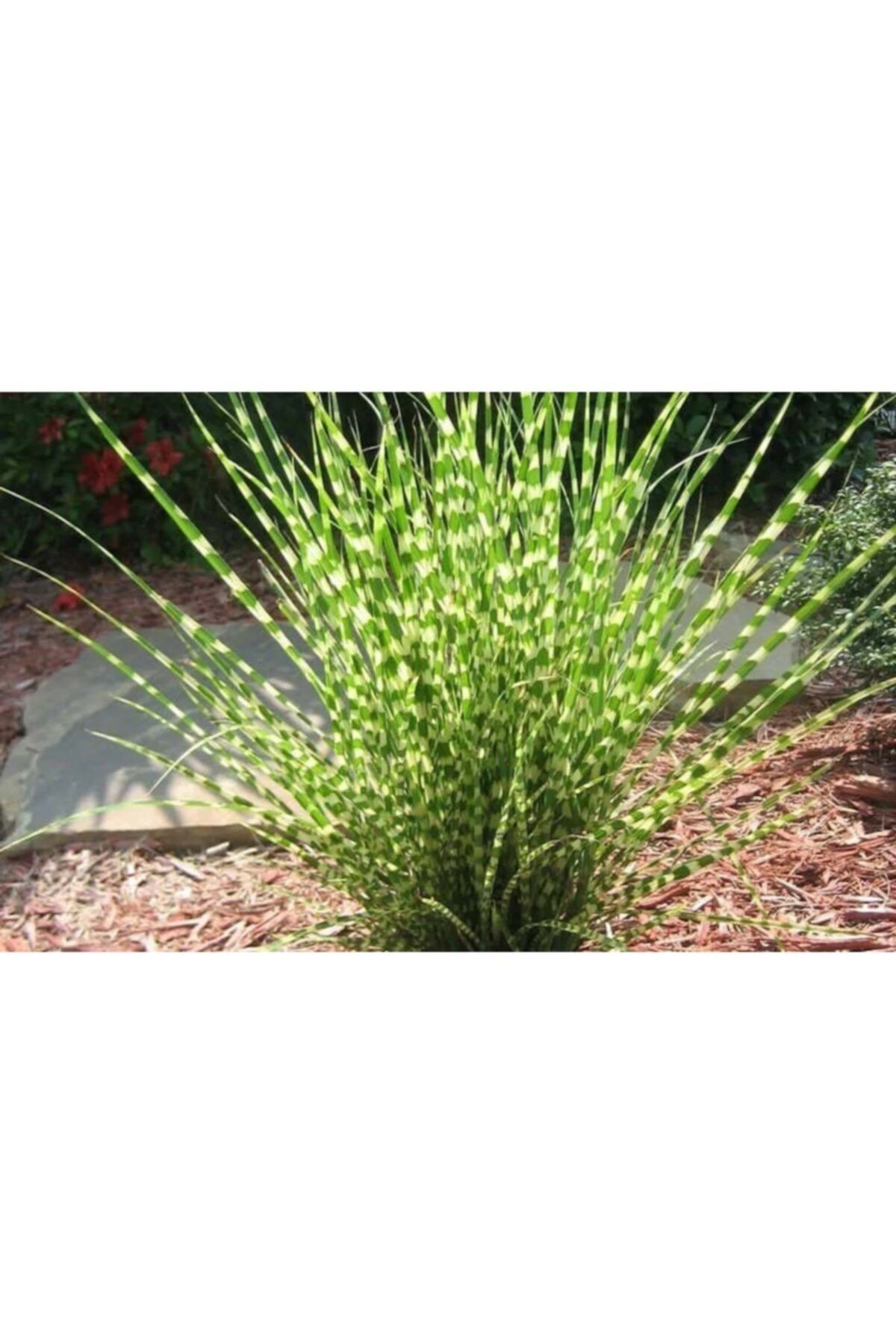 bozdagfidan Miscanthus Sinensis Zebrinus Zebra Otu Bitki