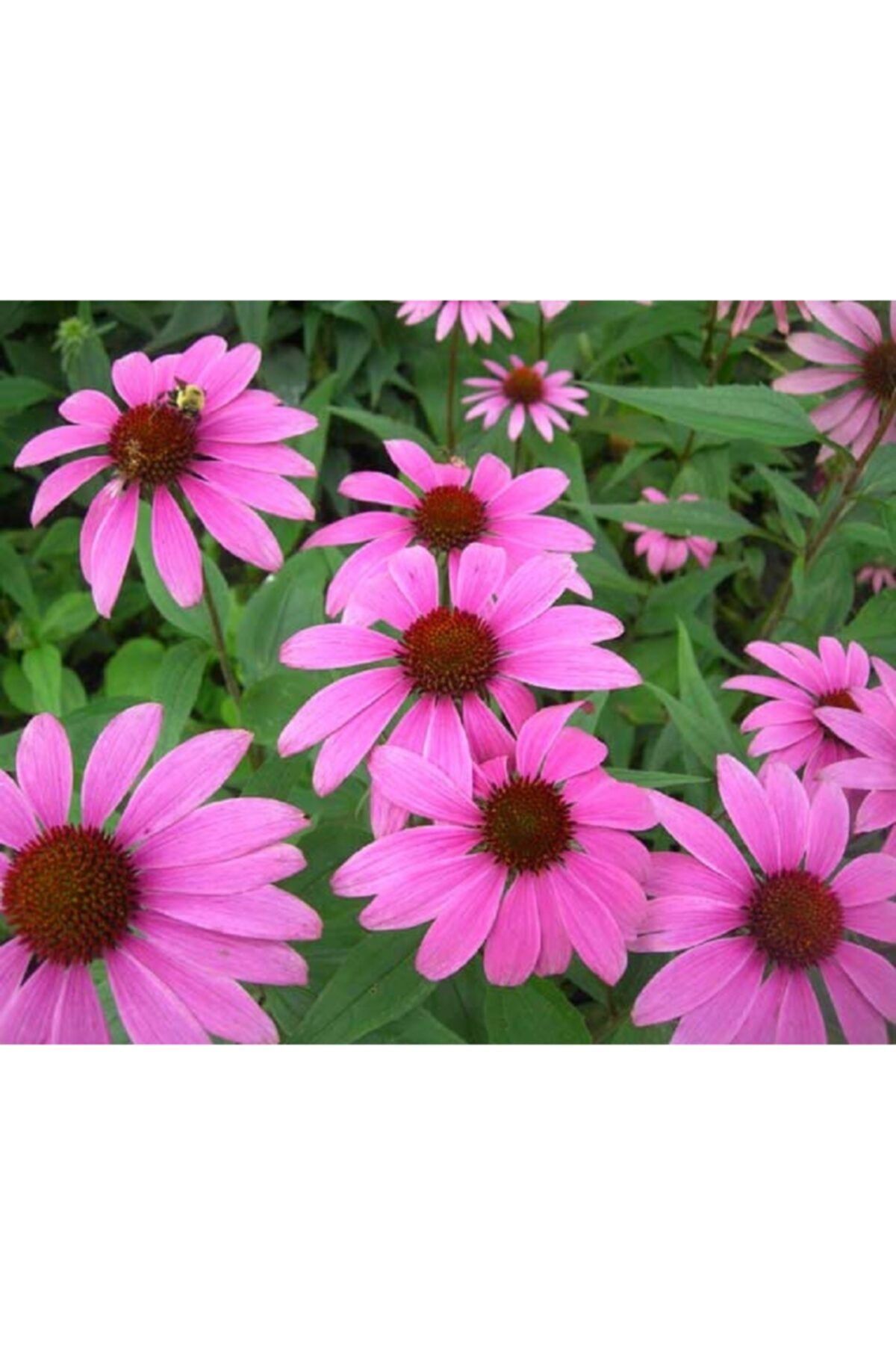 fidanistanbul Echinacea Purpurea Ekinezya Koni Çiçeği, Saksıda