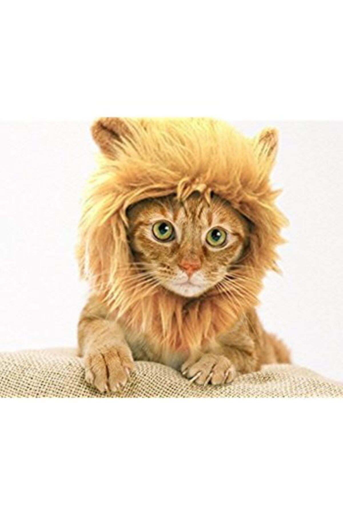 Mestore Kedi Aslan Yelesi Peruk