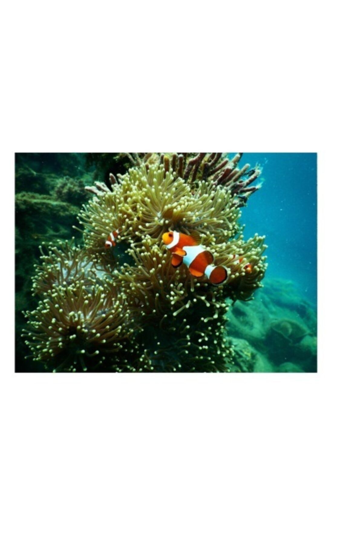 Kanki Pet 55 Cm Akvaryum Arka Fon Yapıştırma Kp554015 ( 55x40 Cm)