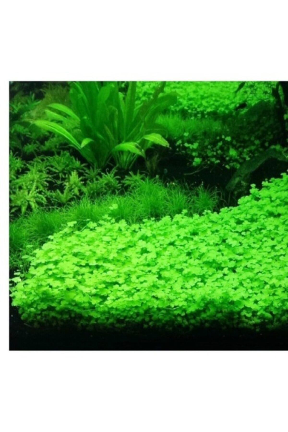 Emaavm Hydrocotyle Tripartita Sp Japon In Vitro 0cc Fiyati Yorumlari Trendyol