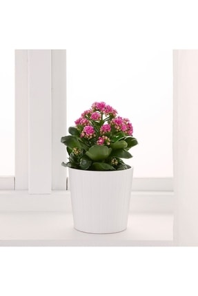 Açık Pembe Canlı Kalanchoe Çiçeği Saksılı Ithal 5.5 Cm Saksıda Image 0