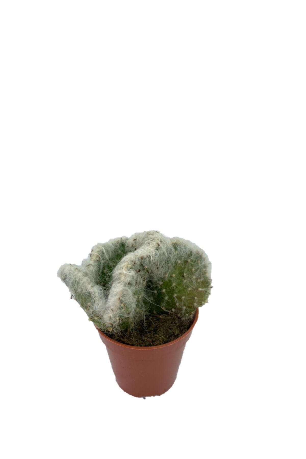Sukulent Bahçem Opuntia Cristata - 5,5 Cm Saksıda Beyaz Tüylü Beyin Kaktüs