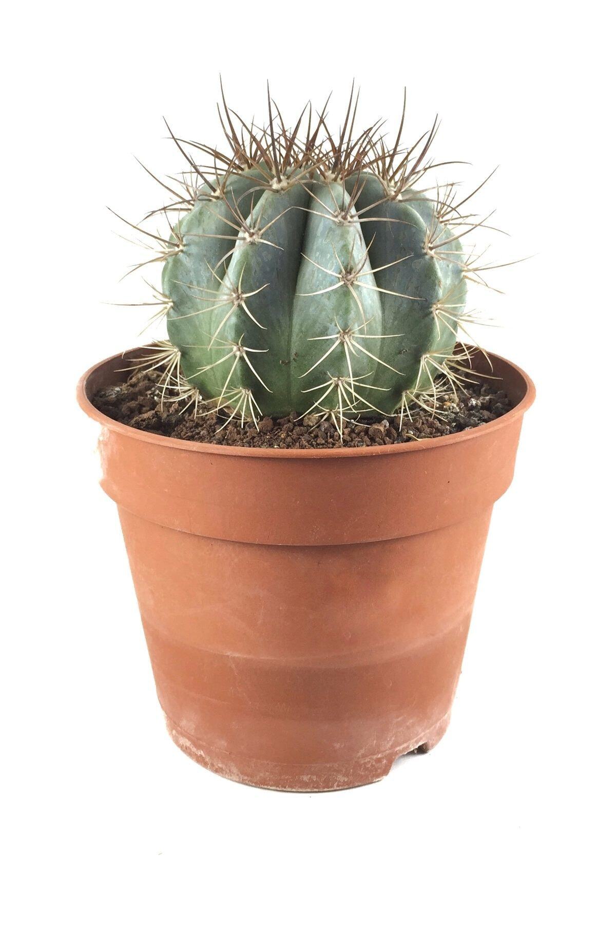 Betonish Yeşil Kaktüs - Melocactus azureus MELAZ