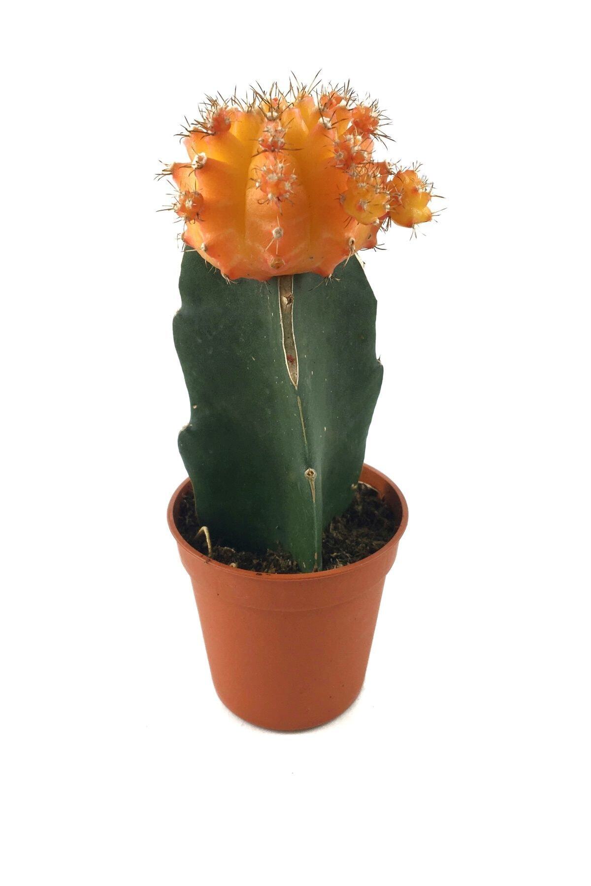 Betonish Yeşil Kaktüs - Gymnocalycium mihanovichii hibotan - Turuncu GYMMITU