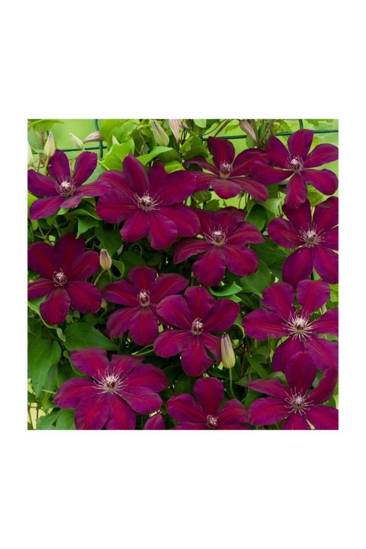 1001fidan Clematis Westerplatte Klematis Orman Asması Fidanı