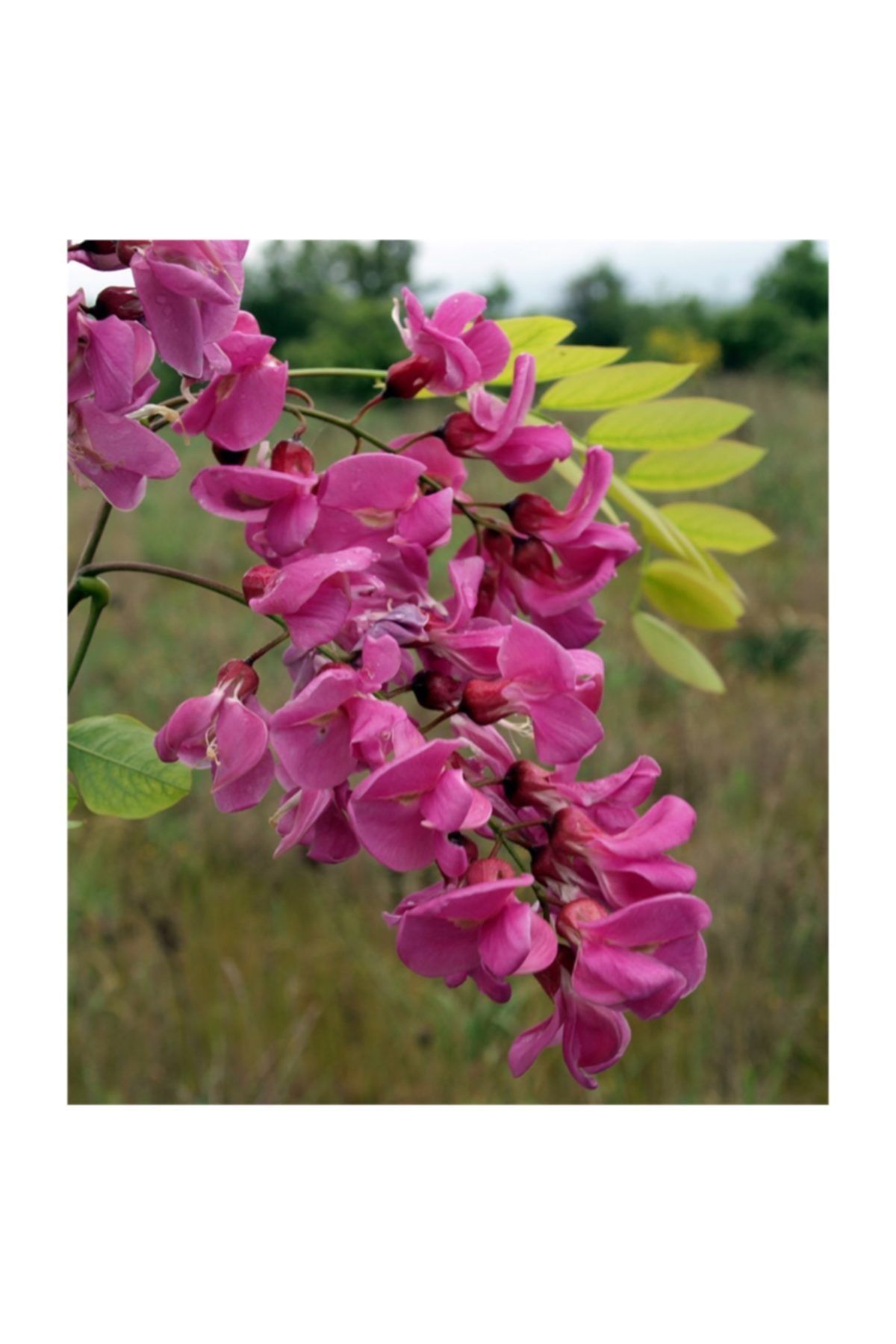1001fidan Robinia Hispida Rosea Pembe Çiçekli Akasya Fidanı