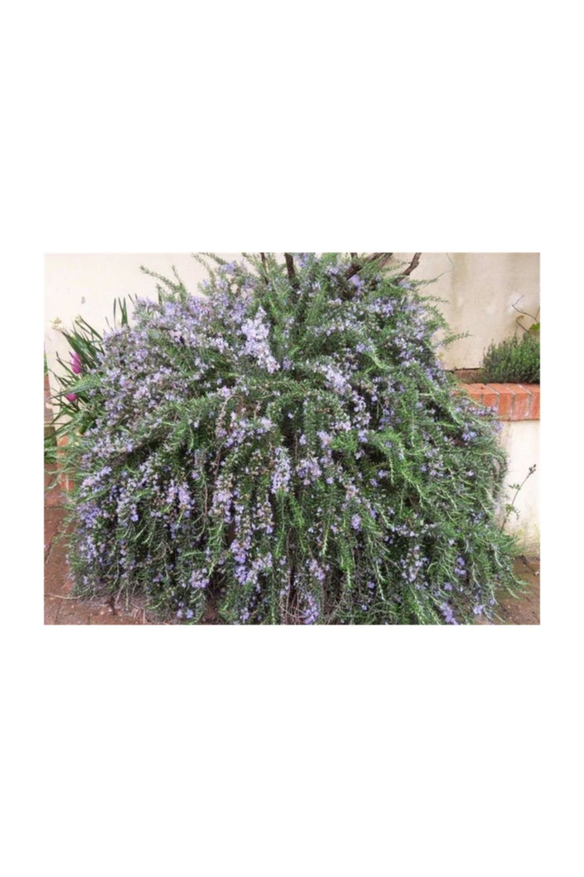 1001fidan Rosmarinus Officinalis Prostratus Yayılıcı Biberiye Fidanı