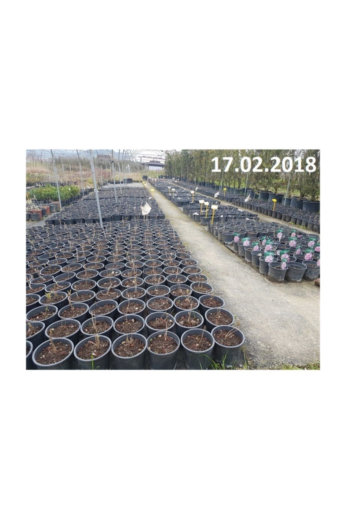 1001fidan Clematis Sunset Klematis Orman Asması Fidanı