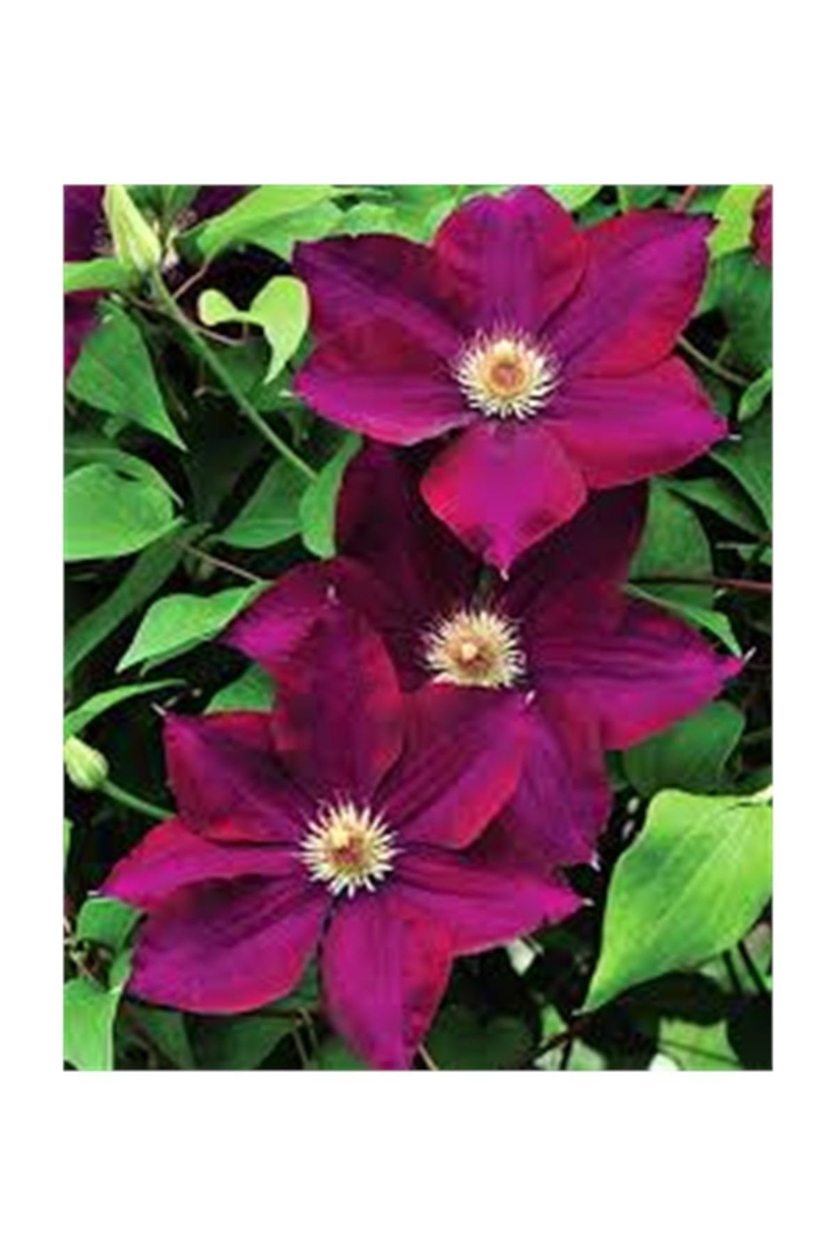 1001fidan Clematis Mazowsze Volcano Klematis Orman Asması Fidanı