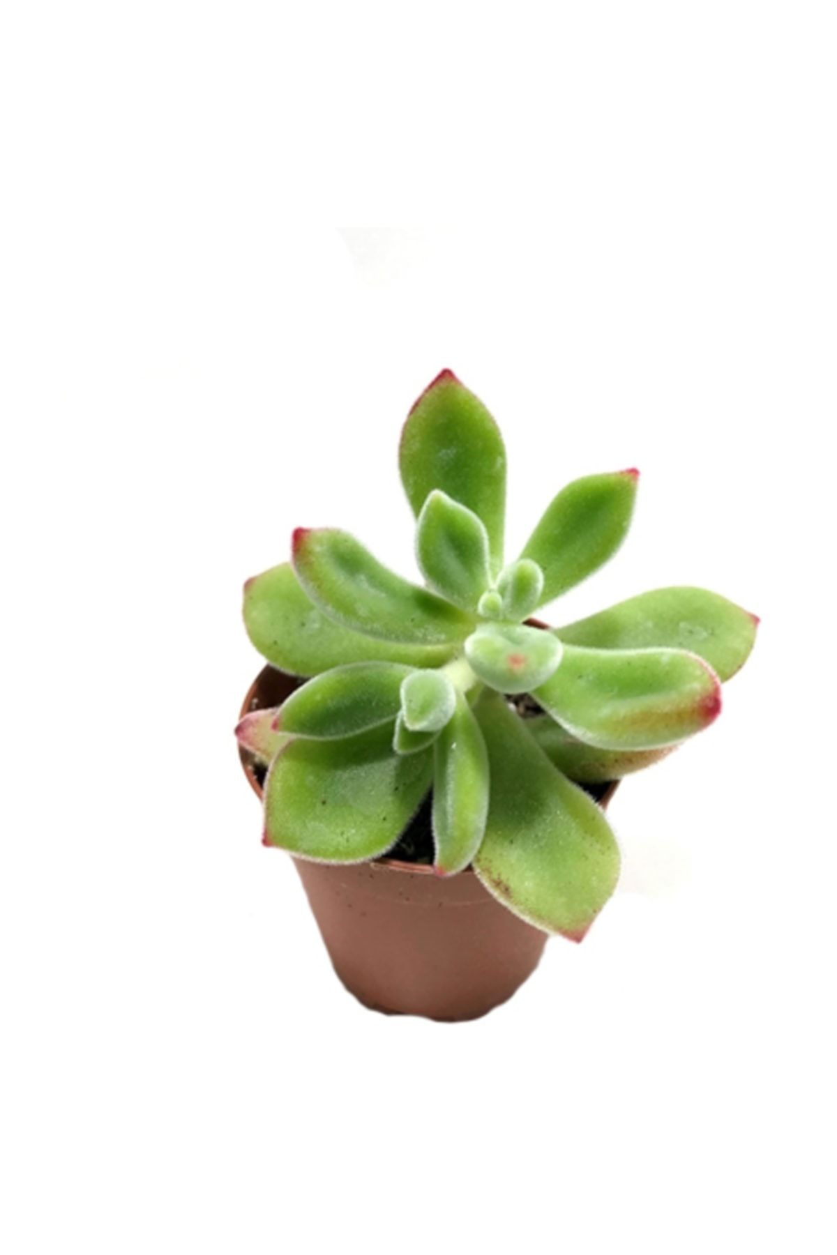 Arts Gardens Echeveria Setosa Tüylü Succulent Bitkisi 5.5 cm Lik Saksıda